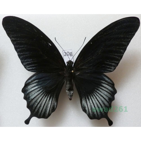Papilio lowi (Druce, 1873) male ex. pupa Philippines 88mm20g